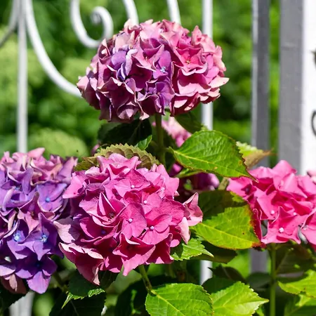 Behling Am Schufutsberg *