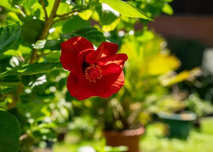 Behling Am Schufutsberg Apartmán *